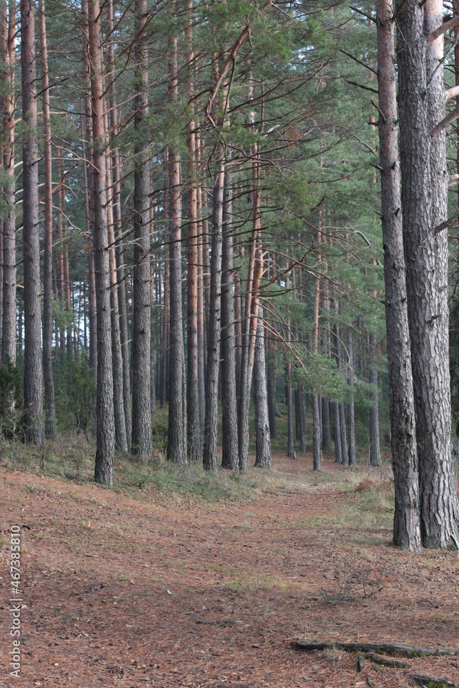 Obraz premium Russian forest