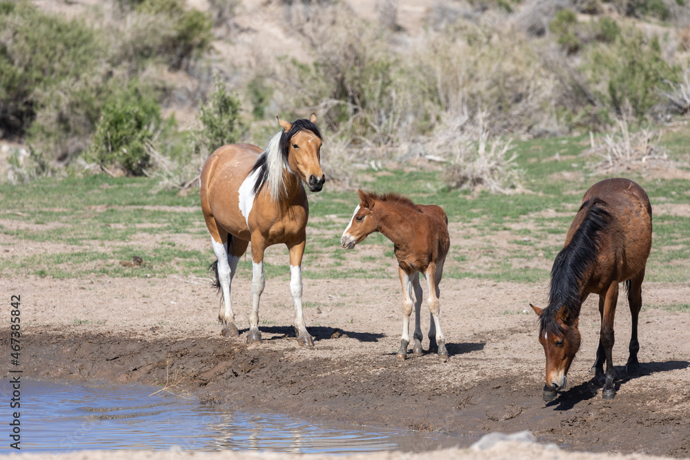 Wild Horse Mare and Foal in the Utah Desert