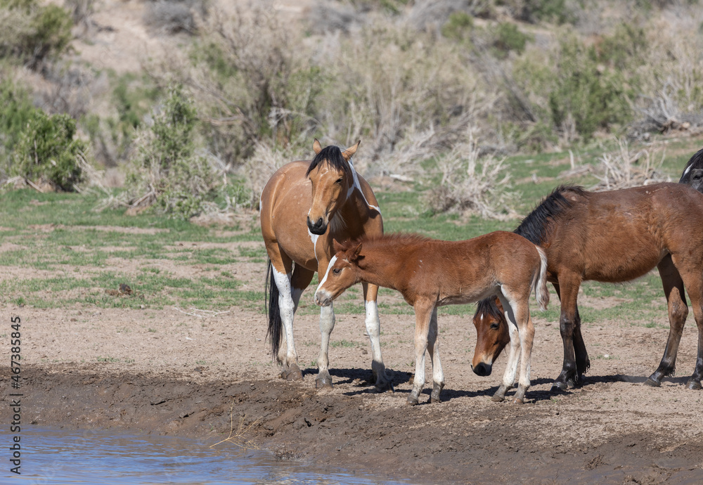 Fototapeta premium Wild Horse Mare and Foal in the Utah Desert
