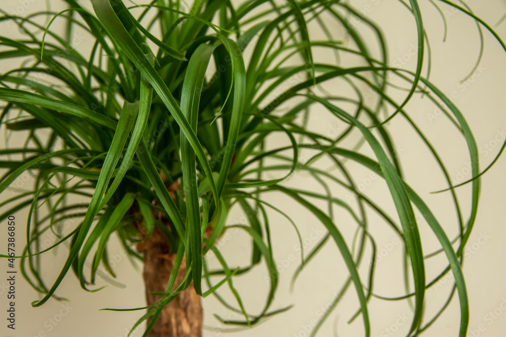 The Beaucarnea Recurvata plant, also known as Ponytail Palm, or Nolina The Beaucarnea Recurvata plant, also known as Ponytail Palm, or Nolina