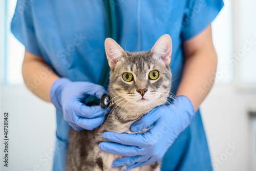 Female veterinarian doctor is examining a cat with stethoscope