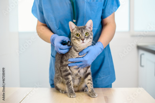 Female veterinarian doctor is examining a cat with stethoscope