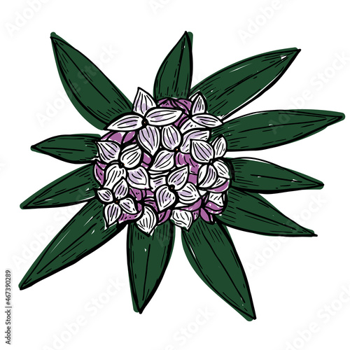 Daphne Flower. Isolated on white background. Abstract minimal vector illustration. Small Flowers. Can be used for greeting cards, flyers, invitations, web design, etc photo