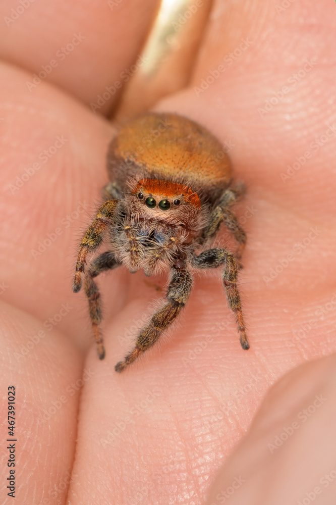 Obraz premium Beautiful adult female Phidippus cardinalis, Cardinal jumping spider, resting in the palm of a hand
