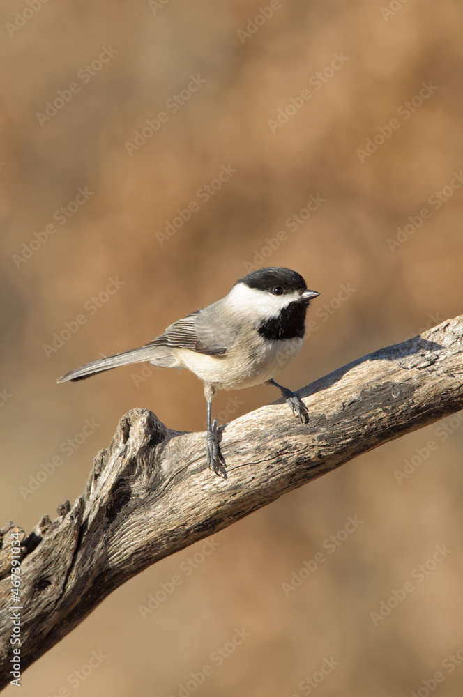 Beautiful little Carolina Chickadee perched on a dead branch, with muted brown winter background Beautiful little Carolina Chickadee perched on a dead branch, with muted brown winter background