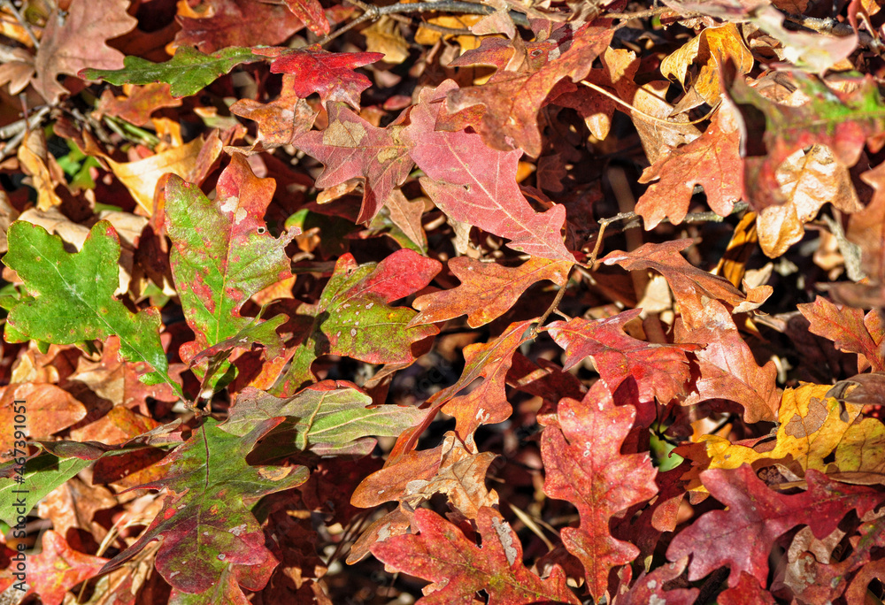 Pile of fallen oak leaves in different colors in autumn