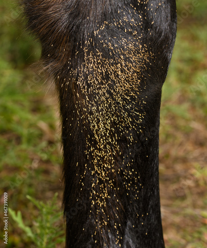 Parasitic Botfly eggs on the inside of a horse's lower front leg, attached to the hairs