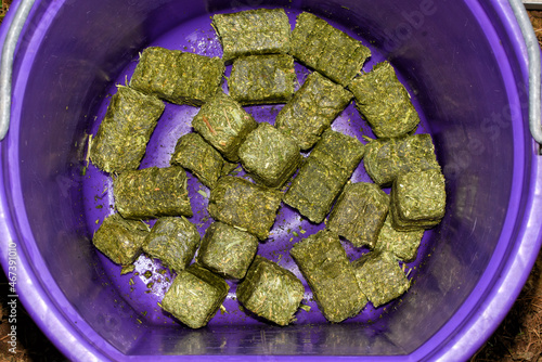 Green Alfalfa-timothy cubes in a purple bucket, ready to be soaked with water prior to feeding to a horse; alfalfa is a protein dense forage for horses