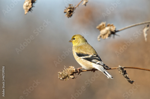 American Gold Finch in winter plumage, on a dry sunflower stalk