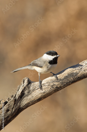 Beautiful little Carolina Chickadee perched on a dead branch, with muted brown winter background