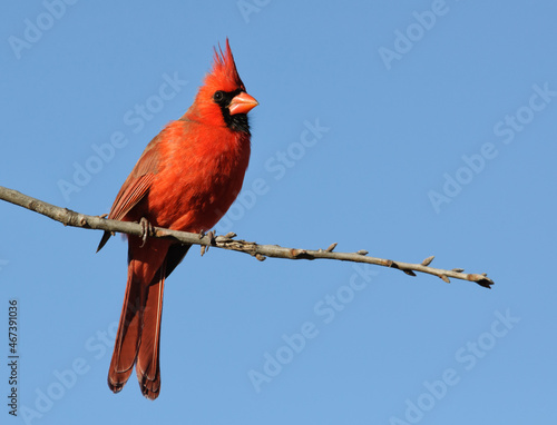 Photo Brilliant red male Northern Cardinal sitting on an Oak branch, with clear blue s