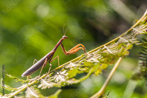 European praying mantis (Mantis religiosa) photo