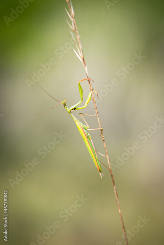 European praying mantis (Mantis religiosa)