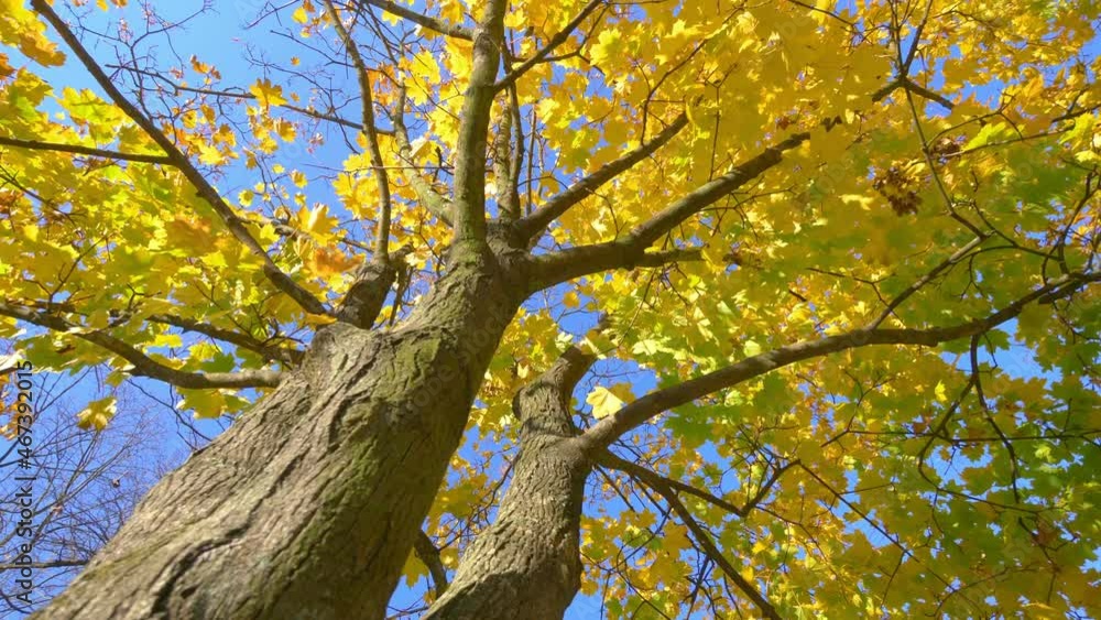 Spinning under autumn leaves in the park in 4k slow motion 60fps Spinning under autumn leaves in the park in 4k slow motion 60fps