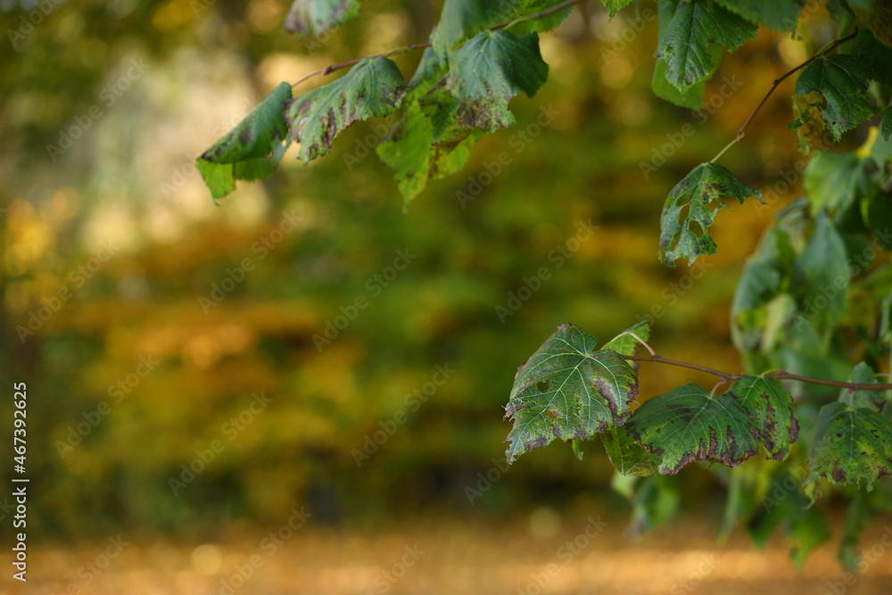 close up in autumn of leaves on a twig close up in autumn of leaves on a twig