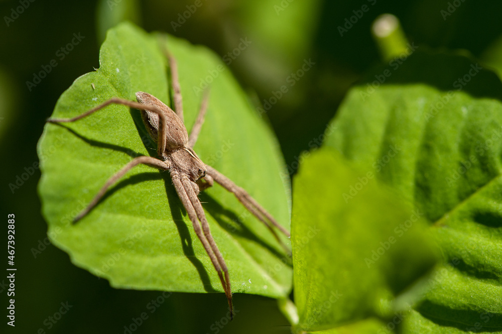 Nursery web spider (Pisaura mirabilis) Nursery web spider (Pisaura mirabilis)