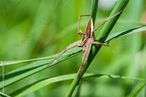 Nursery web spider (Pisaura mirabilis) photo