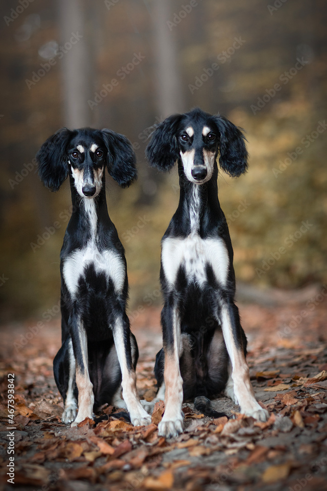 black and tan saluki puppies siblings black and tan saluki puppies siblings