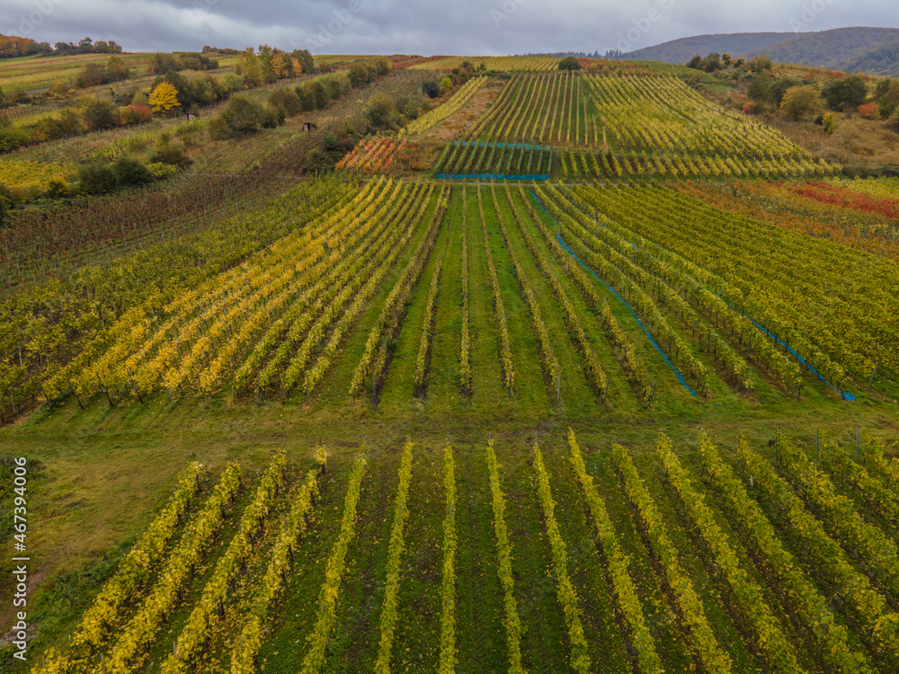 Naklejka premium Jesienny krajobraz winnic mad Mozelą w Niemczech.