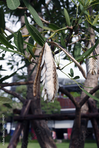 Close-up seeds pods of tabebuia silver trumpet tree with yellow flowers, tropical plant. Plant propagation.