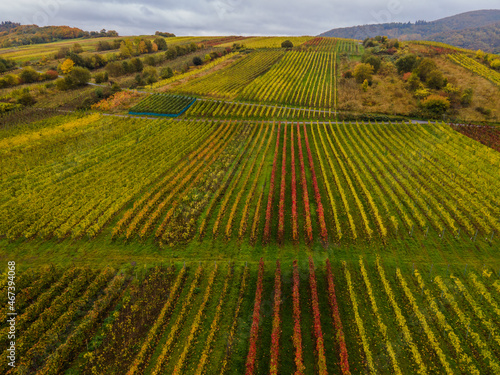 Jesienny krajobraz winnic mad Mozel   w Niemczech.