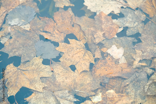brown and yellow fading fall leaves on the water surface in the park, close-up