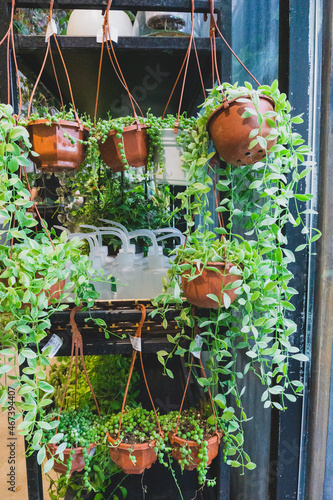 Dischidia or string of nickels and Senecio rowleyanus variegata – String of Pearls grown in pots to decorate balconies, corridors, windows. Climbing plants