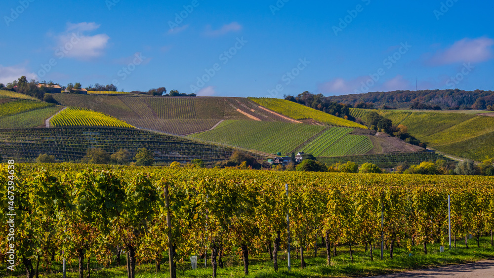 Jesień w winnicach nad Mosel (Mozelą) przy zbiorze winogron.