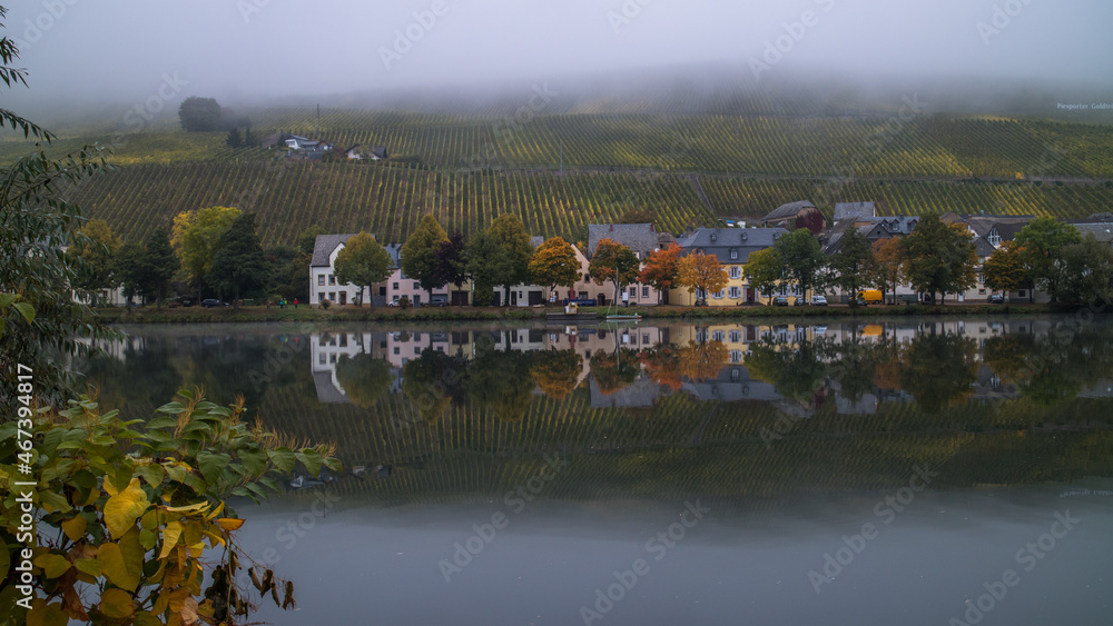 Jesień w winnicach nad Mosel (Mozelą) przy zbiorze winogron.