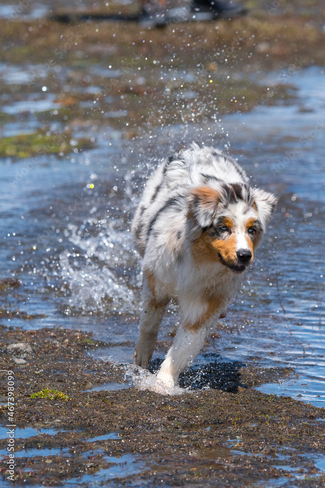 blue merle Australian shepherd puppy dog runs on the shore of the Ceresole Reale lake in Piedmont in Italy