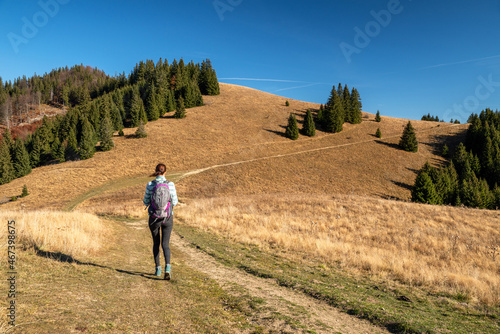Hiker girl walking on autumn meadow and coniferous trees at background