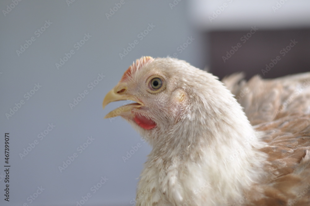 White Chicken. Portrait of a chicken head.
