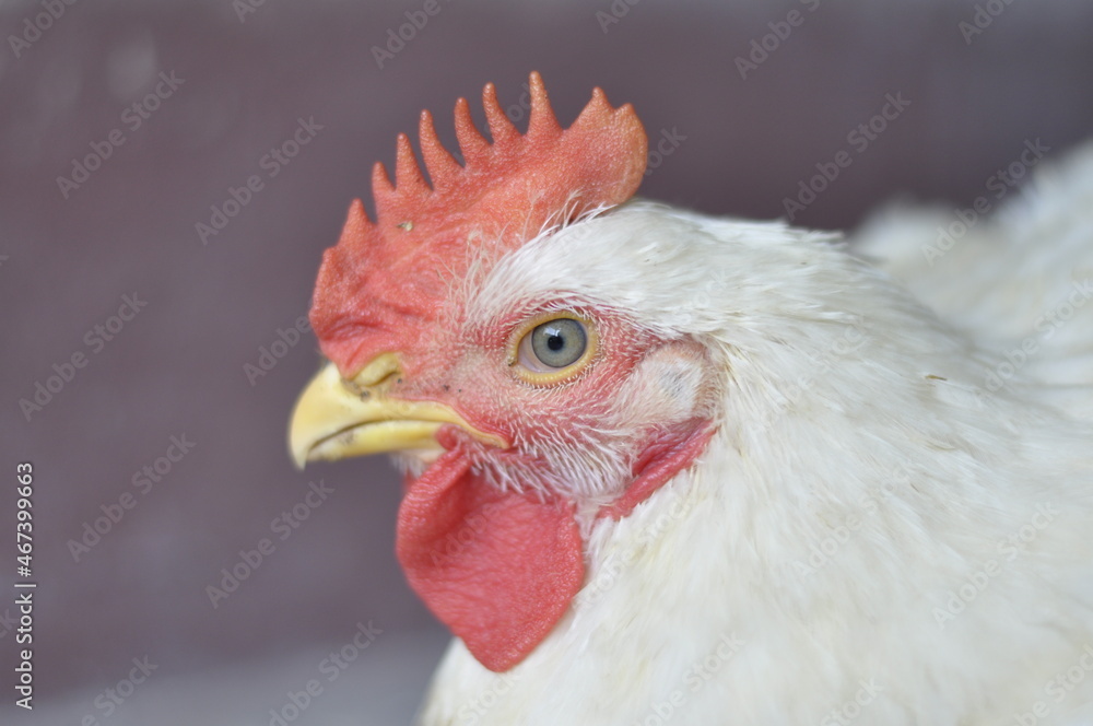 Naklejka premium White Chicken. Portrait of a chicken head.