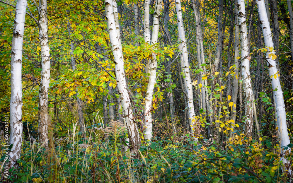birch tree trunks in autumn birch tree trunks in autumn