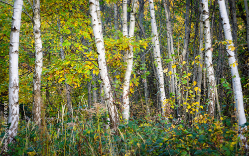 birch tree trunks in autumn