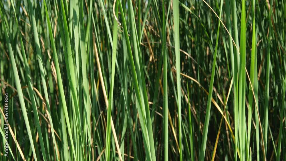 Background of green reeds. Natural texture. Slow motion 4K Background of green reeds. Natural texture. Slow motion 4K