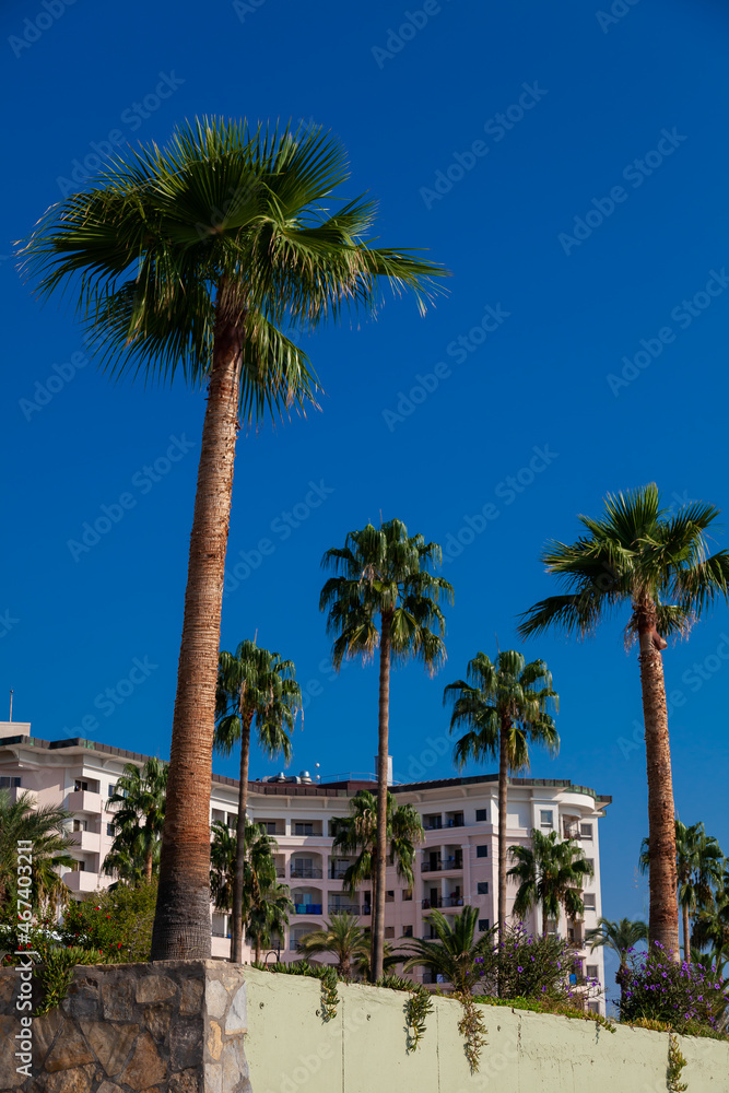 Blue sky and palm trees view from below, vintage style, tropical beach and summer background, travel concept.