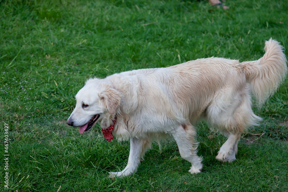 Great Pyrenees Dog or Pyrenean Mountain Dog running on the green grass with protruding tongue and white fluffy hide. Great Pyrenees Dog or Pyrenean Mountain Dog running on the green grass with protruding tongue and white fluffy hide.
