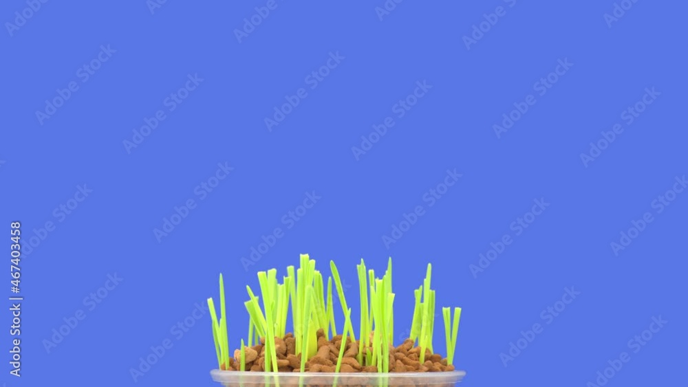 Time lapse of the growth process of green wheat grass for 10 days Time lapse of the growth process of green wheat grass for 10 days