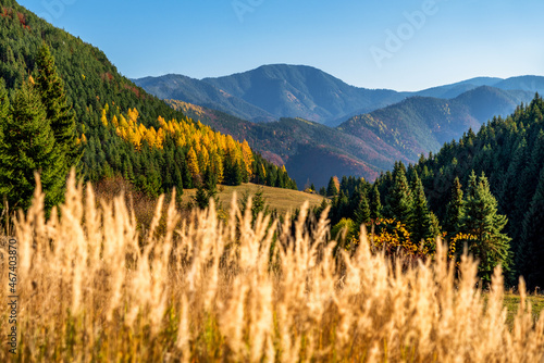 Autumn graas on meadow near forest. Hill Salatin in Low Tatras mountains at backgroud. Slovakia photo