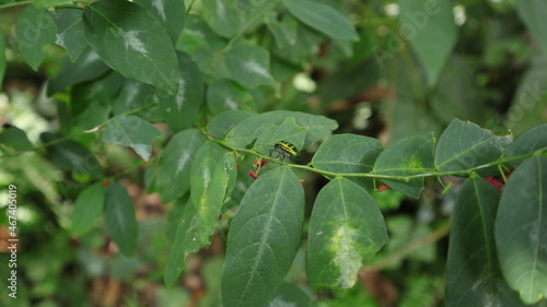 A metallic green jewel bug walking on top of a flowered star gooseberry leaflet's stem
