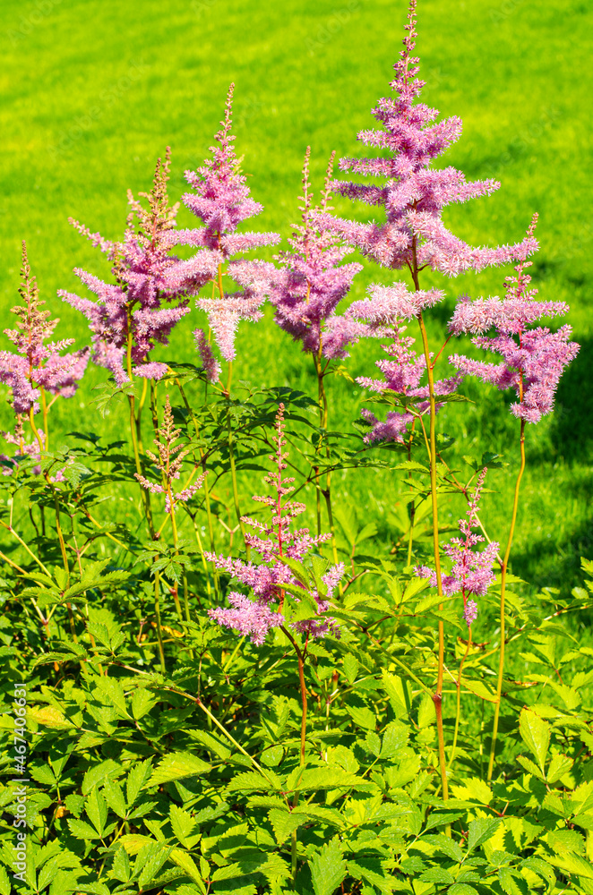 Delicate fluffy pink astilbe flowers with green leaves. Studio Photo Delicate fluffy pink astilbe flowers with green leaves. Studio Photo
