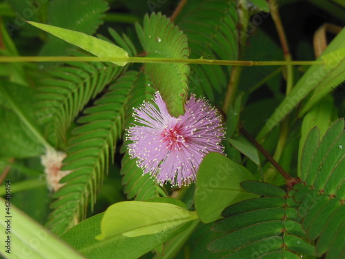 Shameplant cute flower