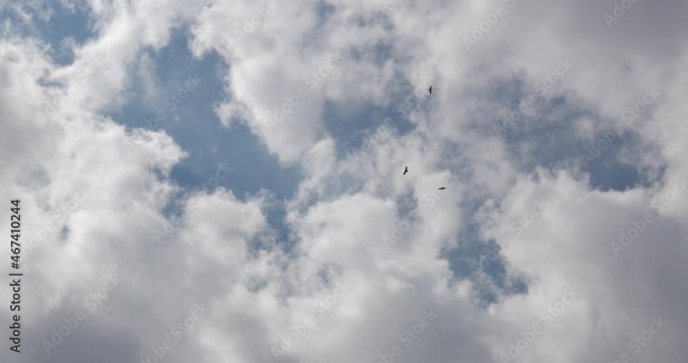 Three Falcons Circling High In The Sky Under The Clouds Three Falcons Circling High In The Sky Under The Clouds