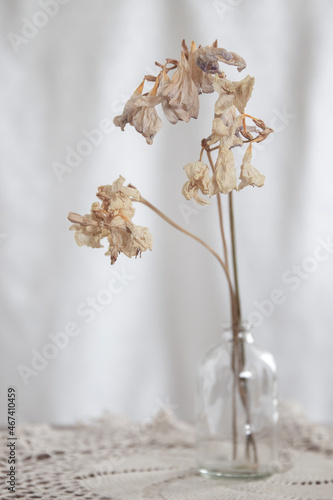 Dry flowers (Freesia refracta) on white background
