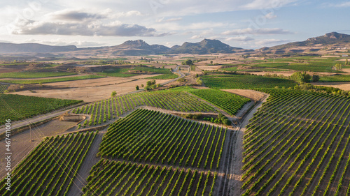 Canvastavla aerial view of la rioja vineyard, Spain