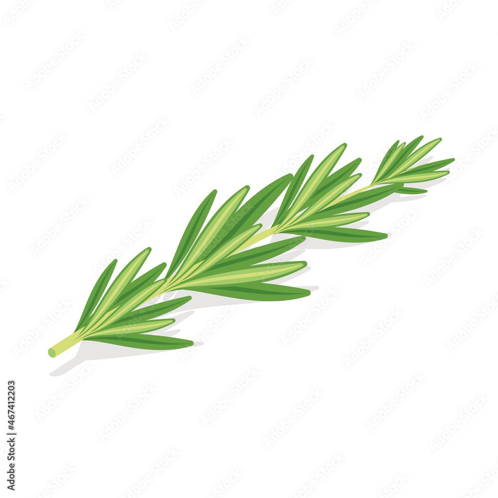 Rosemary branch. Vector 3d isometric style, color icon illustration. Creative design idea and infographics elements.