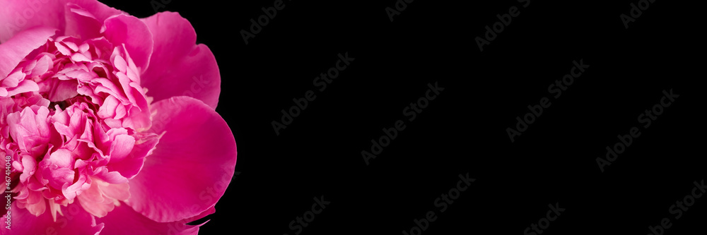 Pink peony closeup on black background with copy space. Floral wide panoramic banner design Pink peony closeup on black background with copy space. Floral wide panoramic banner design