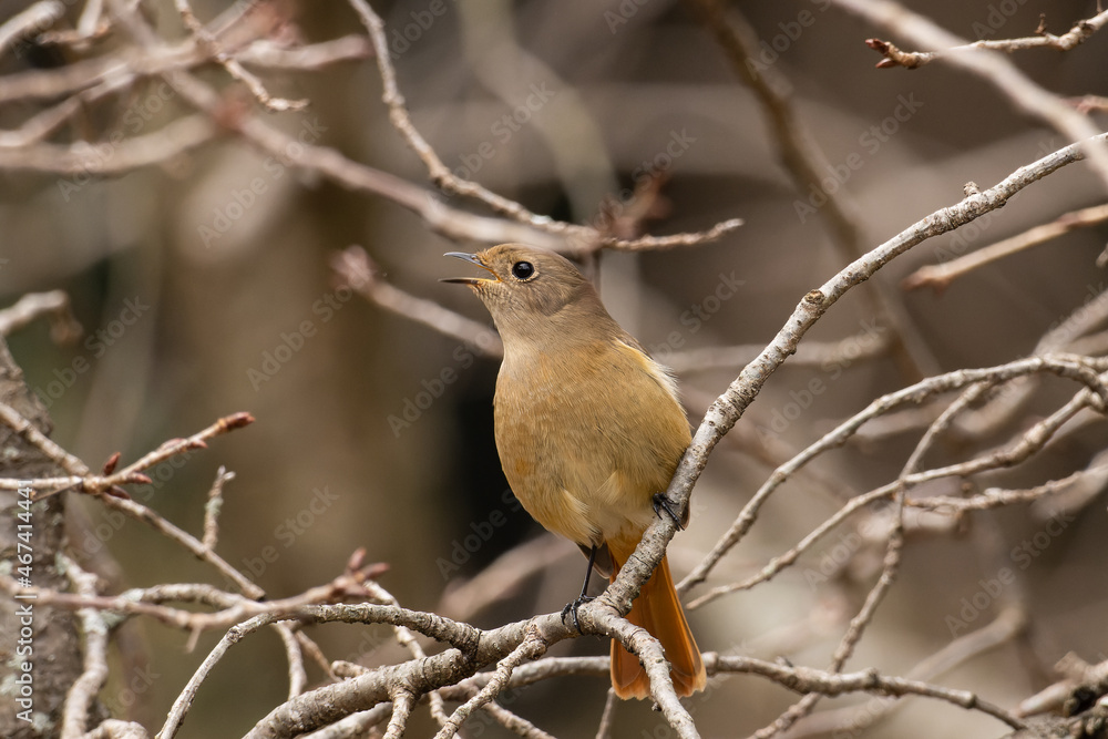 Fototapeta premium 鳴くジョウビタキの雌