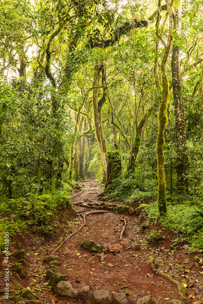 Fototapeta premium Path in african primary forest (jungle), Kilimanjaro National Park, Tanzania